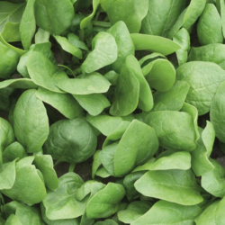 Szpinak Rembrandt f1 50 tyś. nasion prec. st